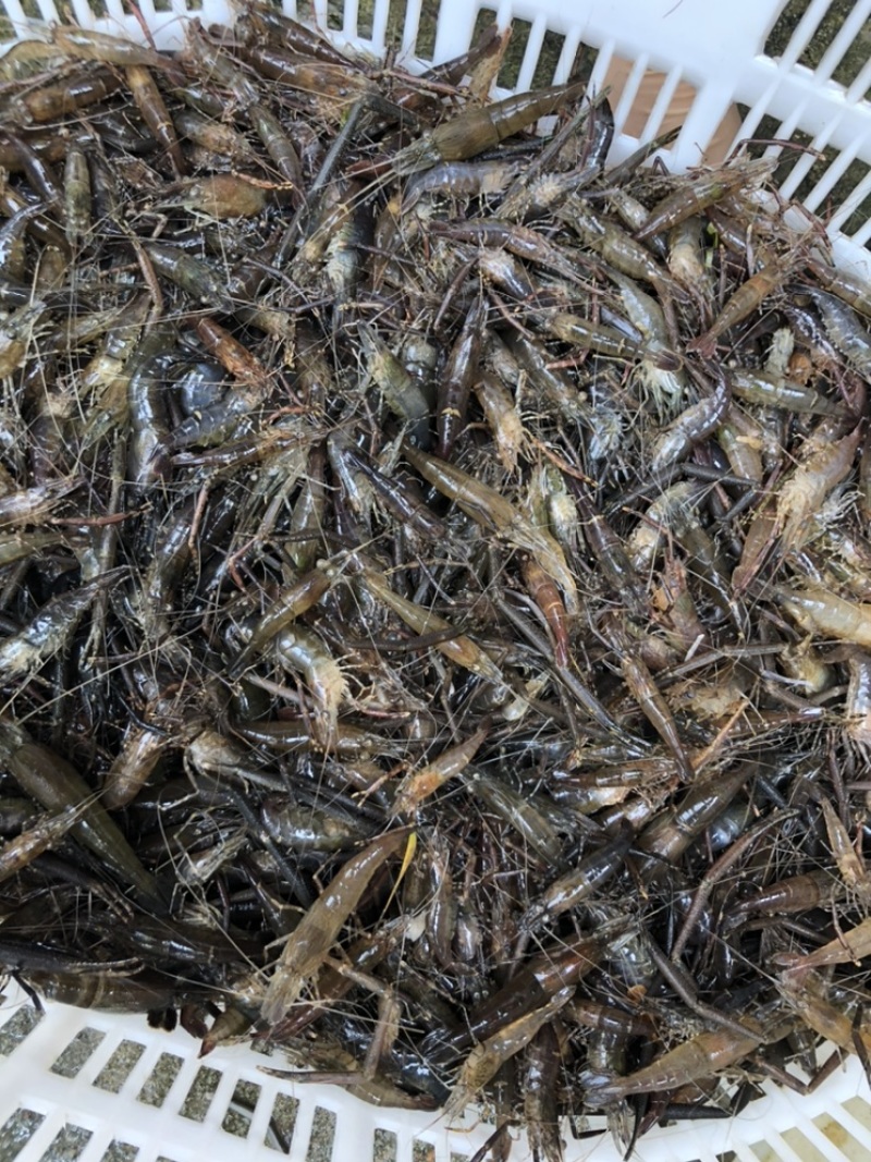 碱淡水河虾