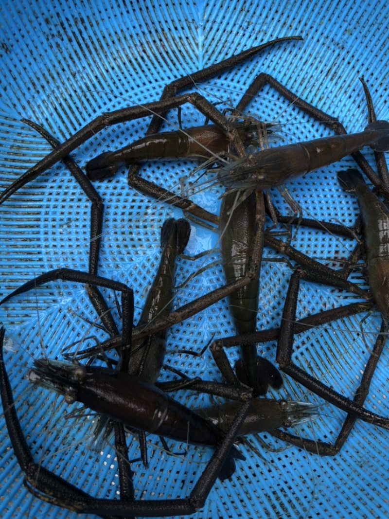 碱淡水河虾