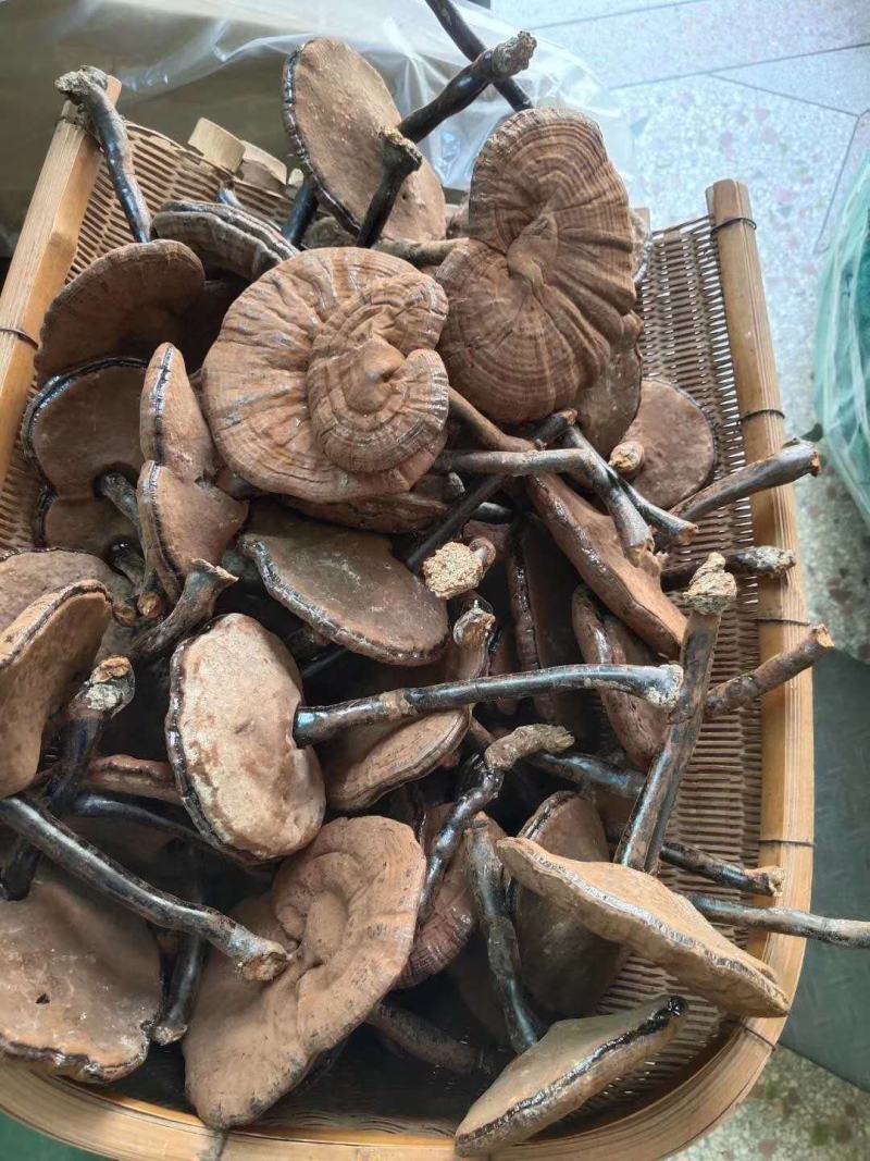 灵芝粉芝仿野生灵芝林下灵芝黑灵芝紫灵芝，基地直销【不苦】