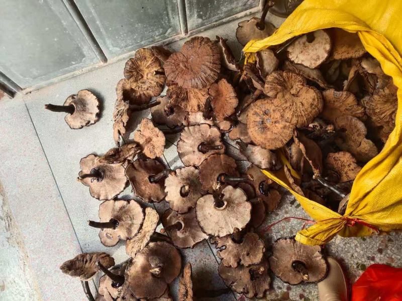 灵芝粉芝仿野生灵芝林下灵芝黑灵芝紫灵芝，基地直销【不苦】