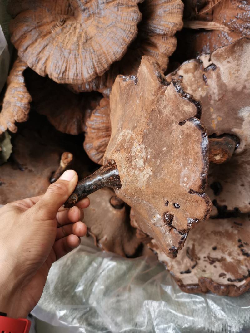 灵芝粉芝仿野生灵芝林下灵芝黑灵芝紫灵芝，基地直销【不苦】