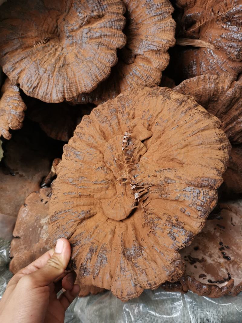 灵芝粉芝仿野生灵芝林下灵芝黑灵芝紫灵芝，基地直销【不苦】