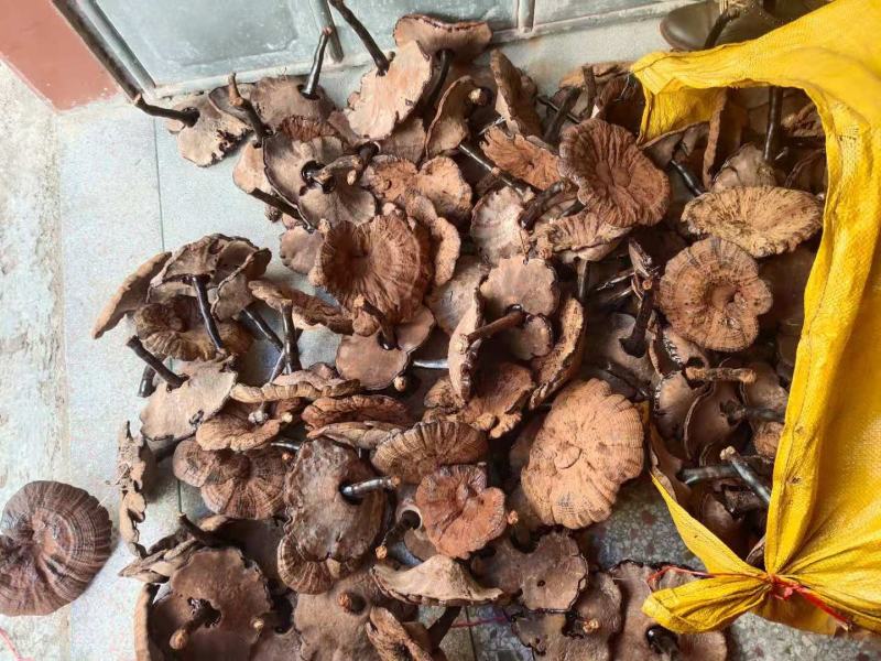 灵芝粉芝仿野生灵芝林下灵芝黑灵芝紫灵芝，基地直销【不苦】