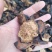 陈皮广东新会老陈皮【非常香】扎把陈皮散皮碎皮，一件代发