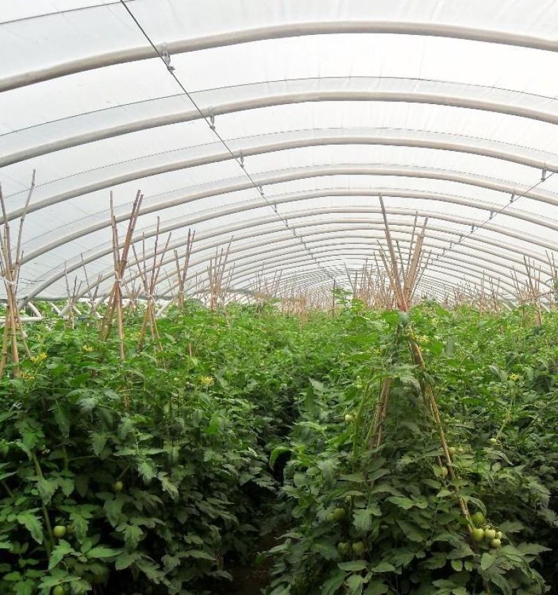 蔬菜棚西瓜棚草莓棚教安装保质量可定制