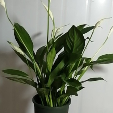 白掌带花四季开花