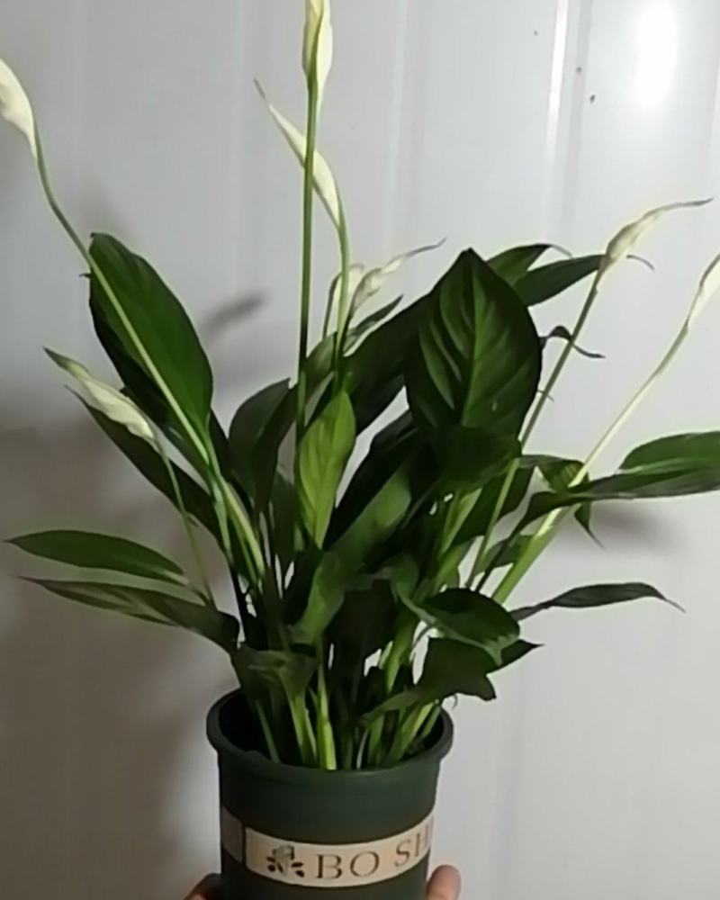 白掌带花四季开花