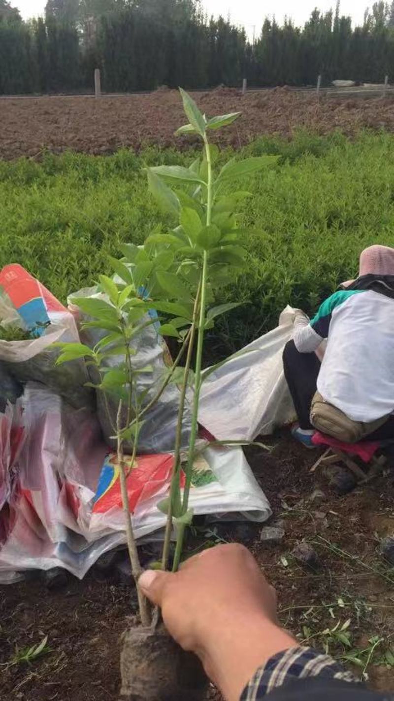 连翘苗小皮桶，苗圃直发价格低，质量优，欢迎询价