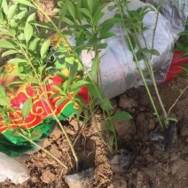 连翘苗小皮桶，苗圃直发价格低，质量优，欢迎询价