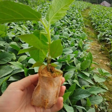 五指毛桃杯苗