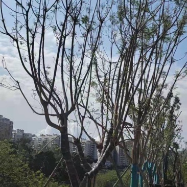 精品蓝花楹~长期大量供应~生货~熟货