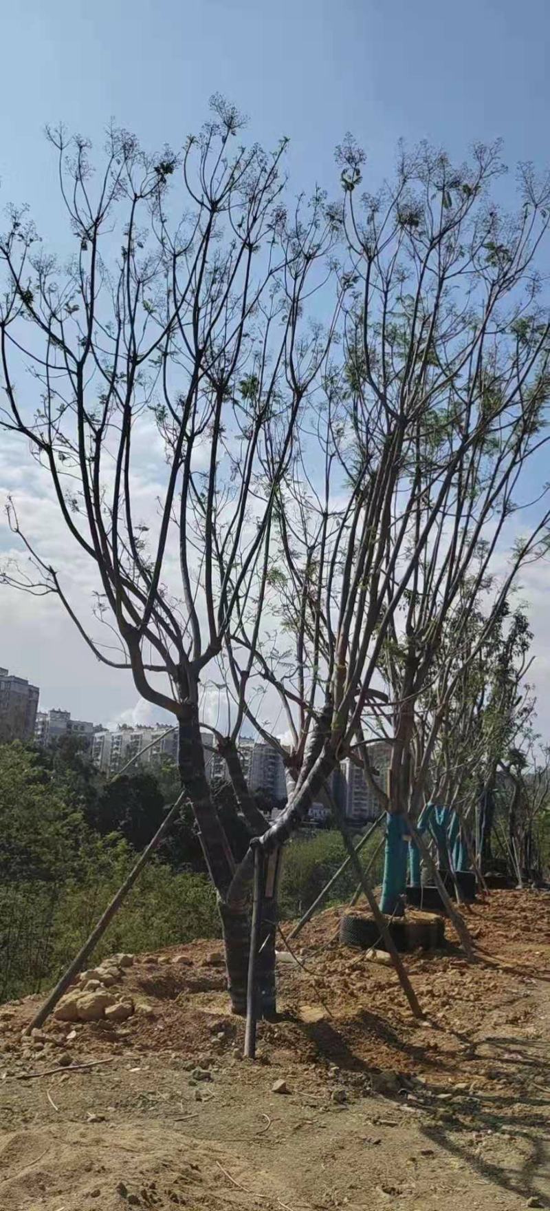 精品蓝花楹~长期大量供应~生货~熟货