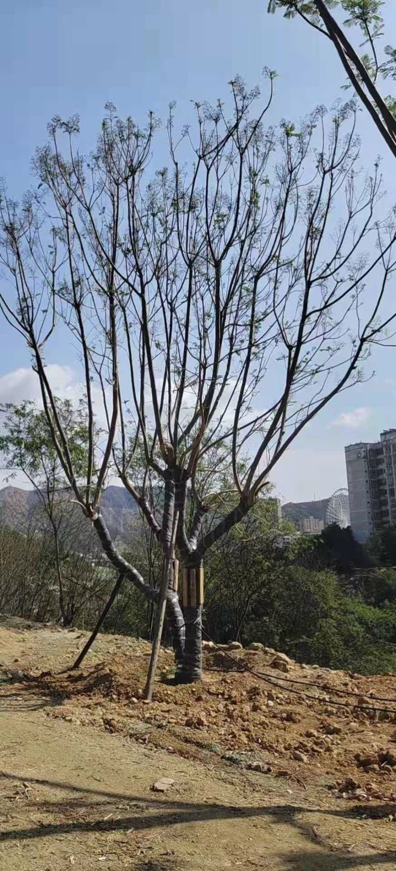 精品蓝花楹~长期大量供应~生货~熟货