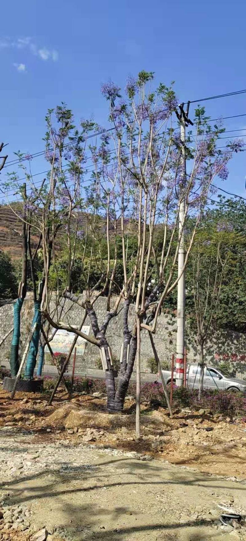 精品蓝花楹~长期大量供应~生货~熟货