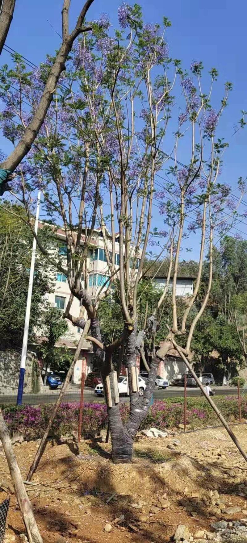 精品蓝花楹~长期大量供应~生货~熟货