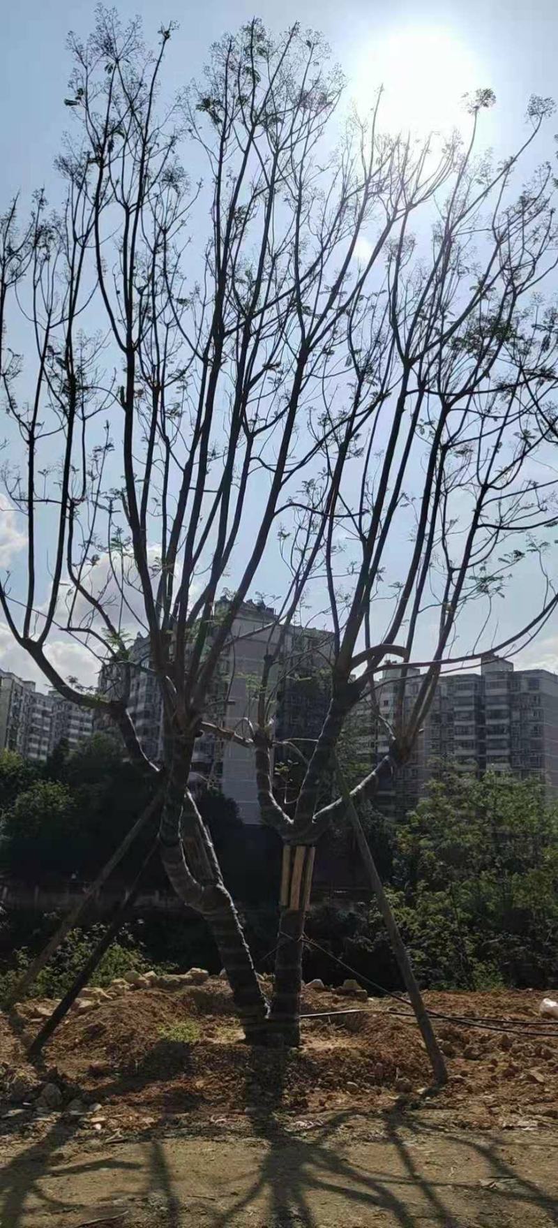 精品蓝花楹~长期大量供应~生货~熟货