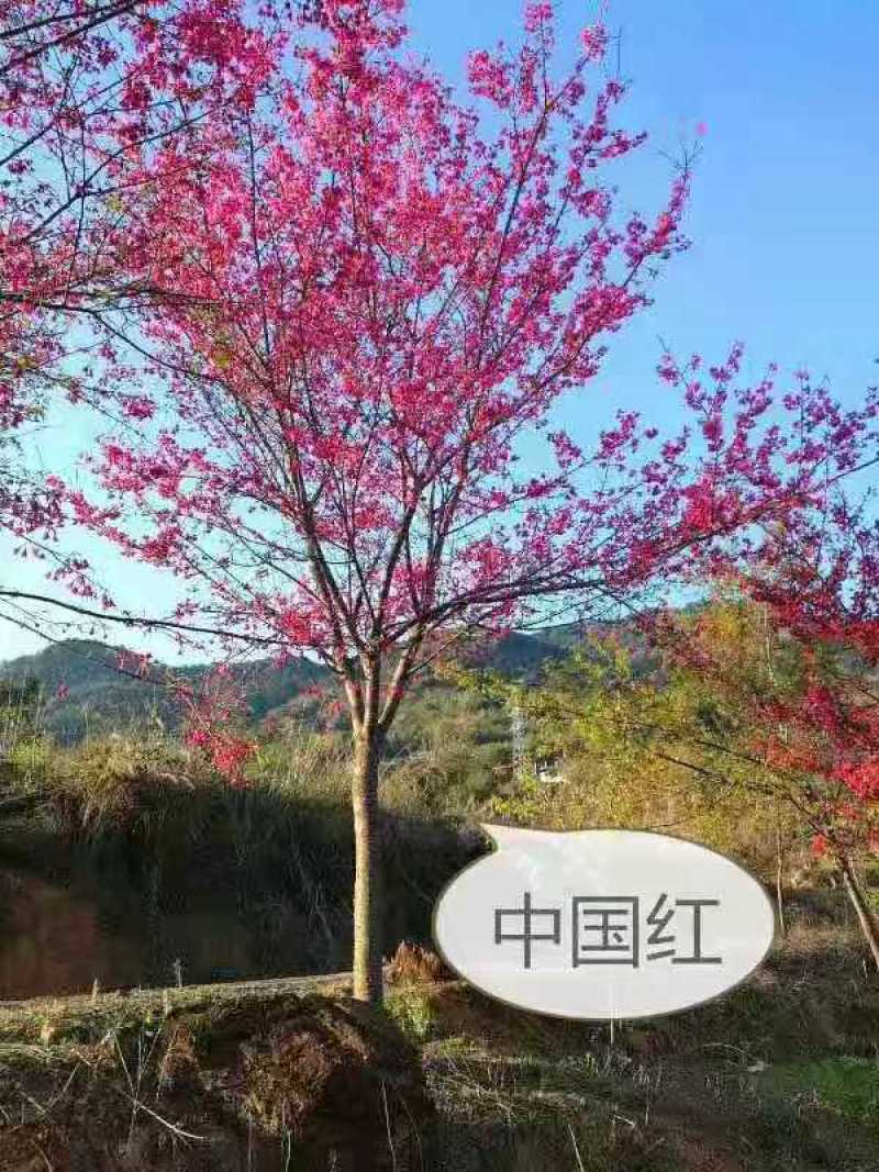 精品黄花风铃木~红花风铃木~