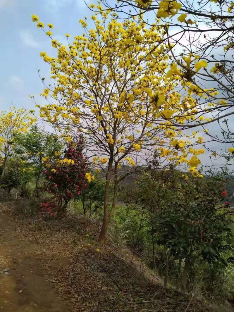 精品黄花风铃木~红花风铃木~