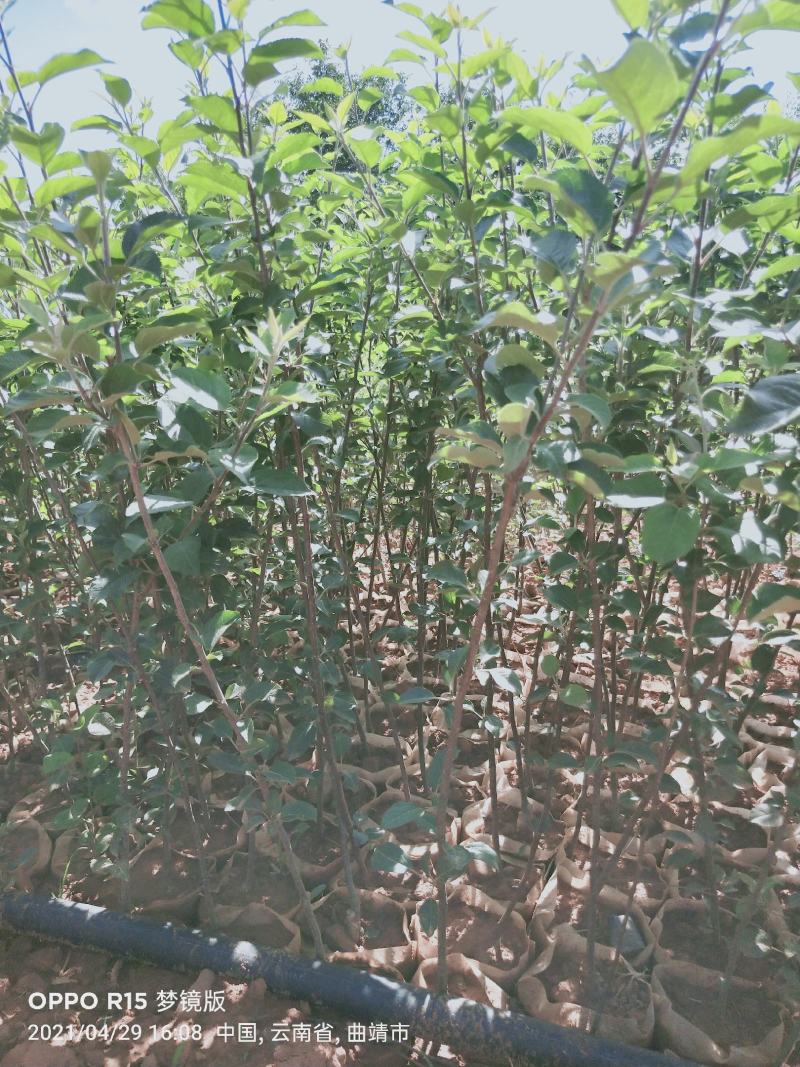 红露，富士，华硕，旮旯苹果苗，袋苗