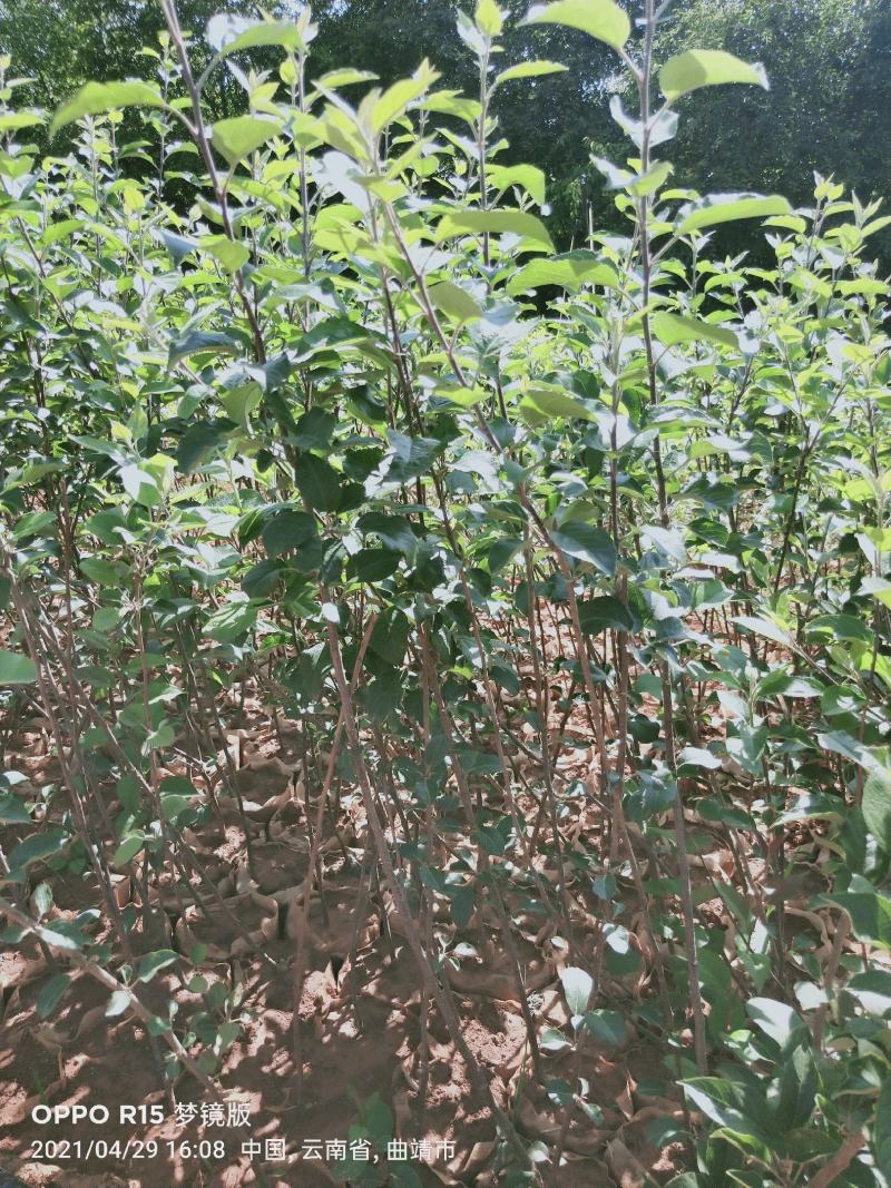 红露，富士，华硕，旮旯苹果苗，袋苗