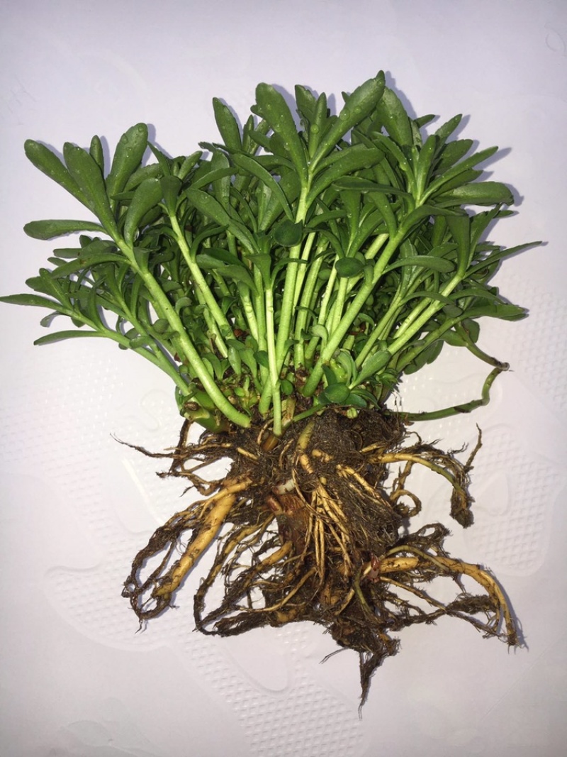 养心菜苗高钙菜苗费菜苗，保质量、包成活！