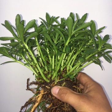 养心菜苗高钙菜苗费菜苗，保质量、包成活！
