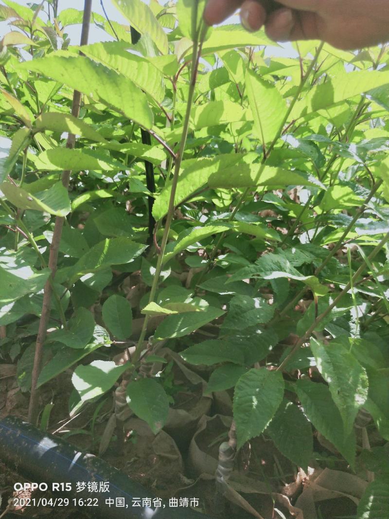 车厘子苗，大樱桃苗保证品质量大从优欢迎咨询电话联系