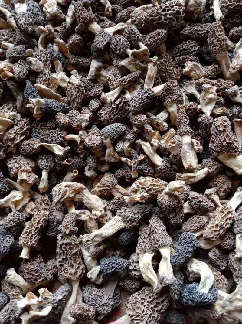 纯野生羊肚菌买家验货不满意快递员在场随时退货快递费自理