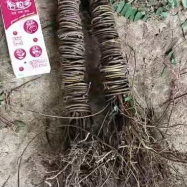 无硫鸡骨草