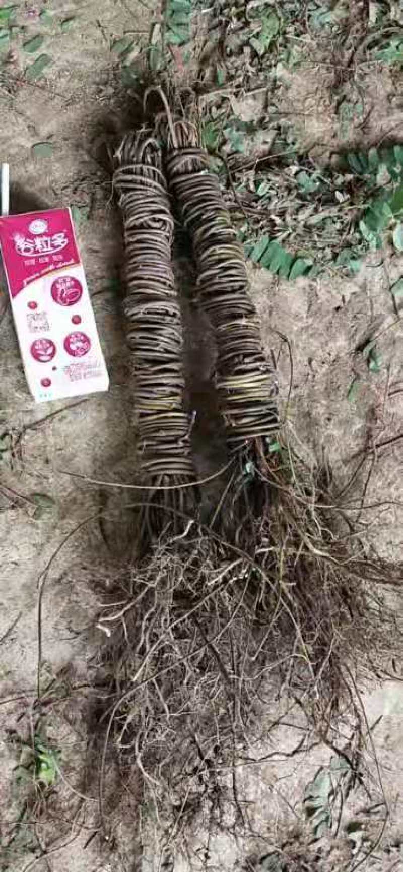 无硫鸡骨草