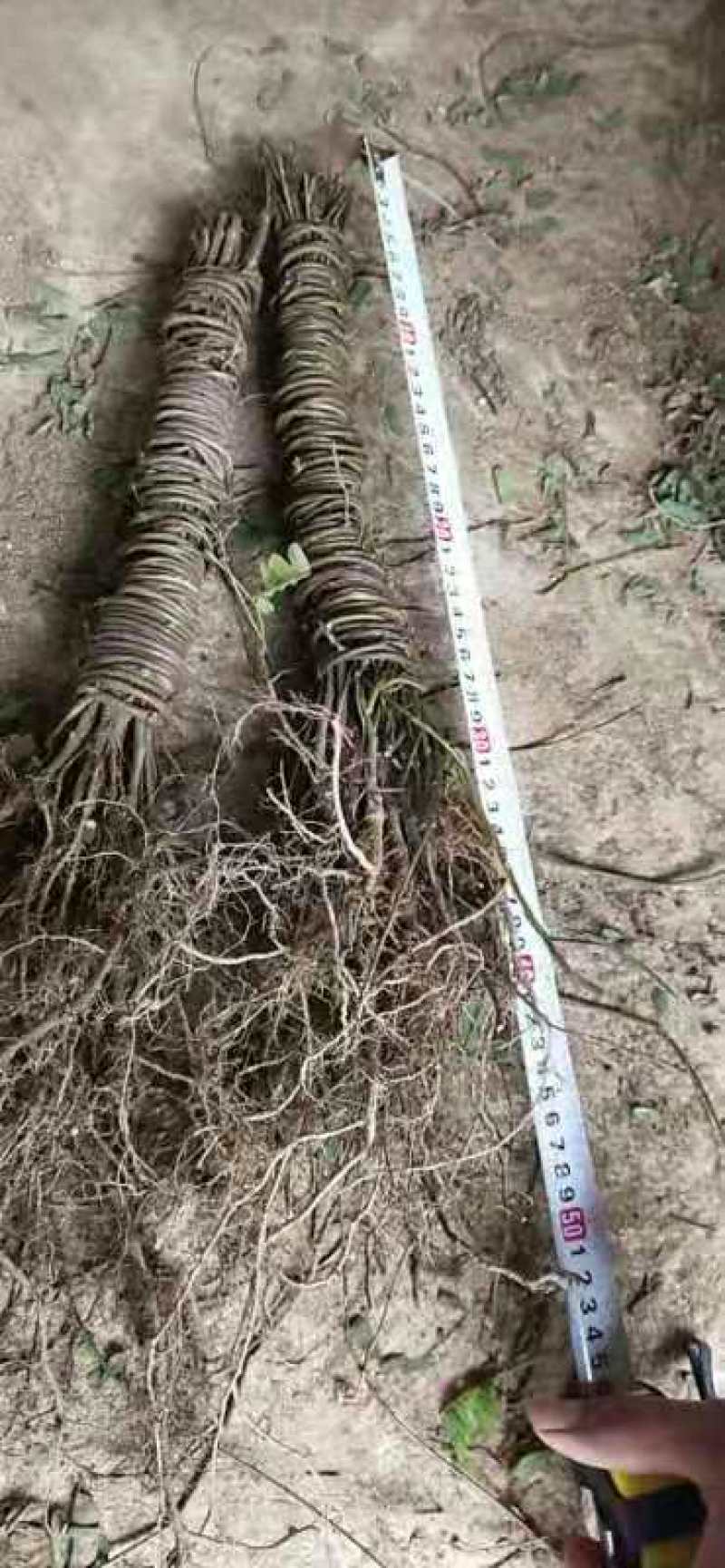 无硫鸡骨草