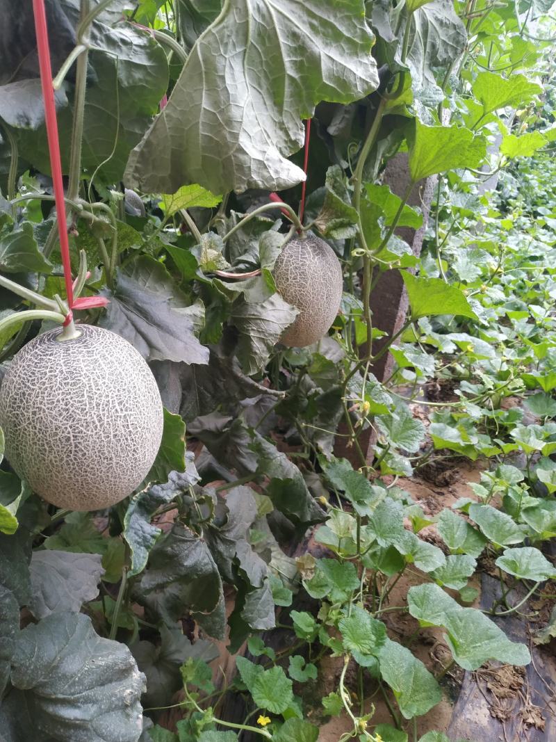 山东寿光市精品晓蜜25甜瓜大量有货大棚种植