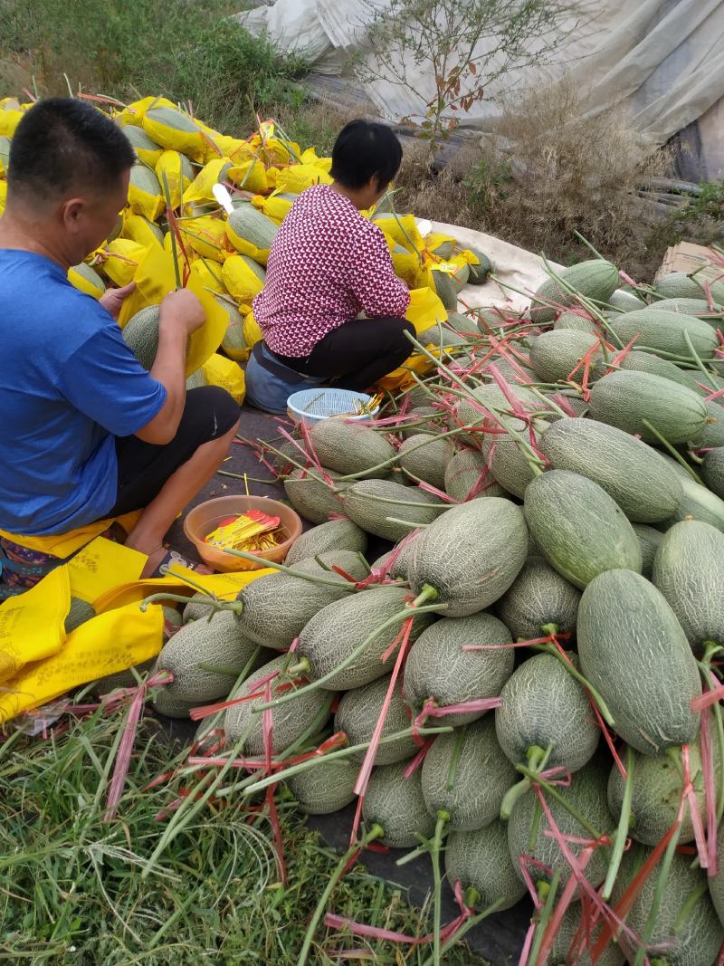山东寿光市精品晓蜜25甜瓜大量有货大棚种植