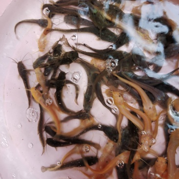 鲶鱼苗