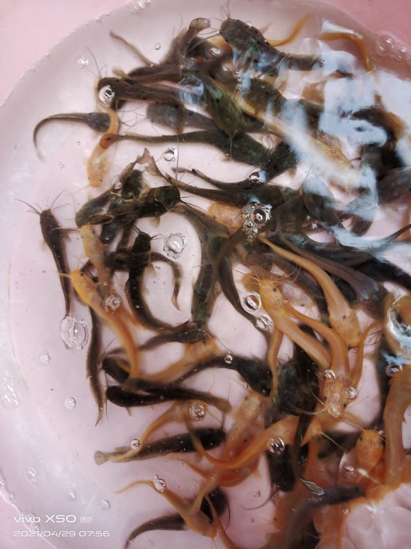 鲶鱼苗