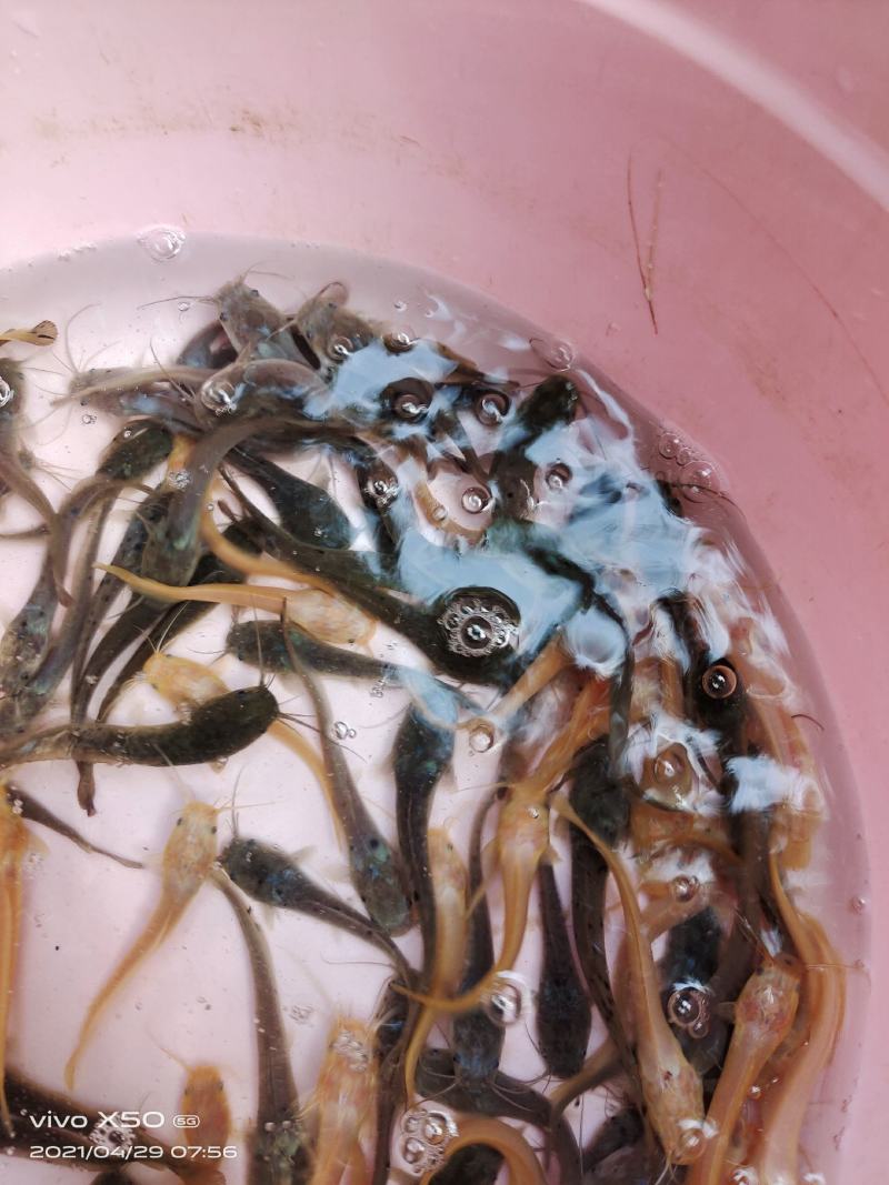 鲶鱼苗
