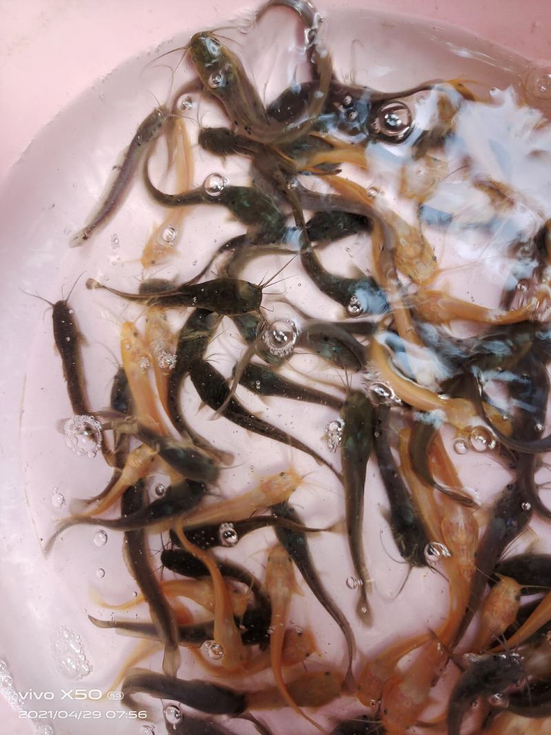 鲶鱼苗