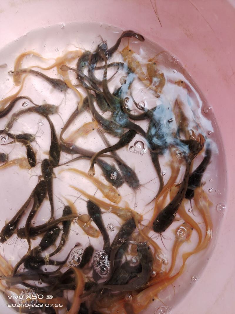 鲶鱼苗