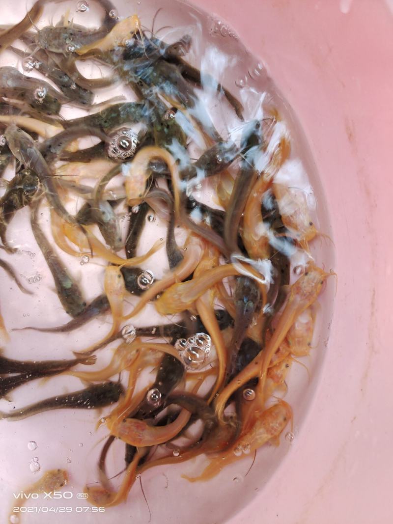 鲶鱼苗
