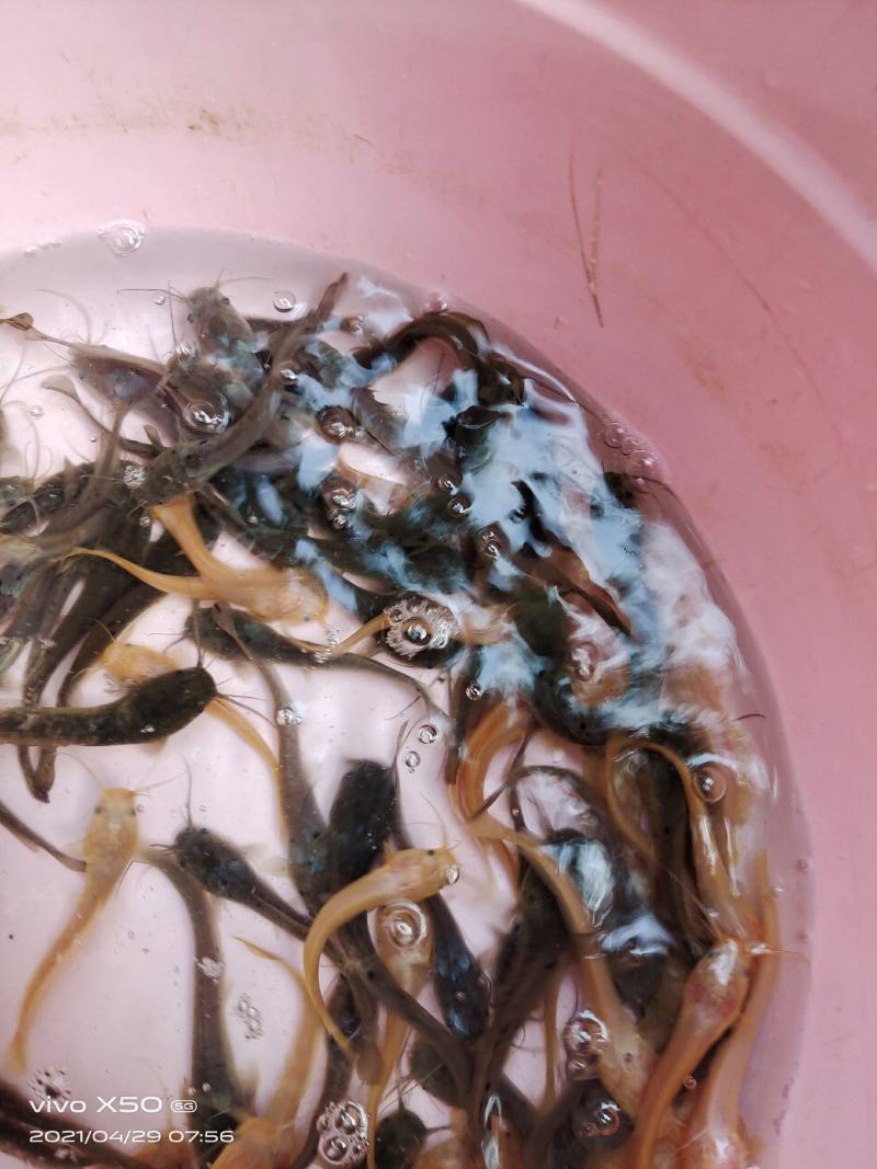 鲶鱼苗