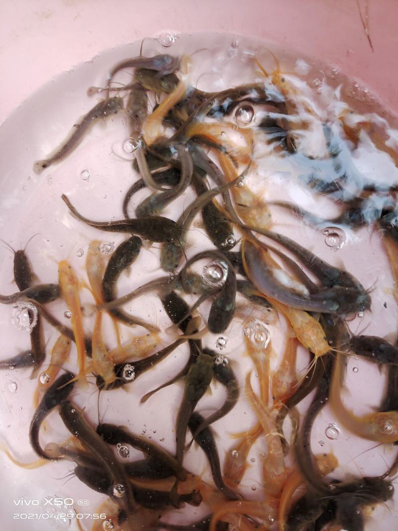 鲶鱼苗