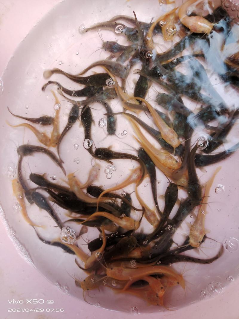 鲶鱼苗