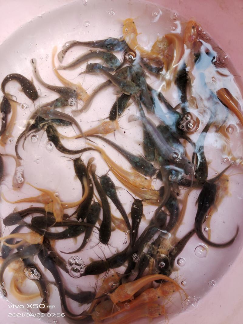 鲶鱼苗