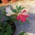 品种杜鹃花：桃香