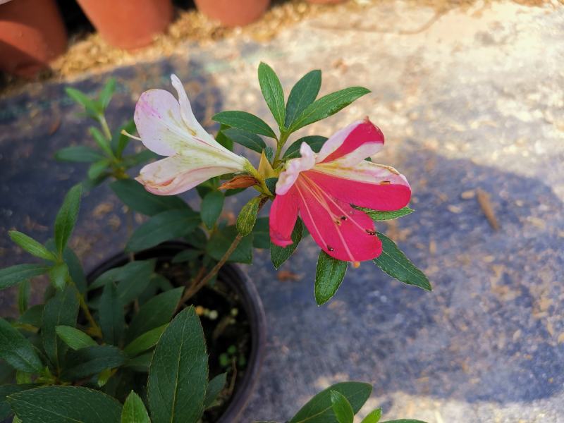 品种杜鹃花：桃香