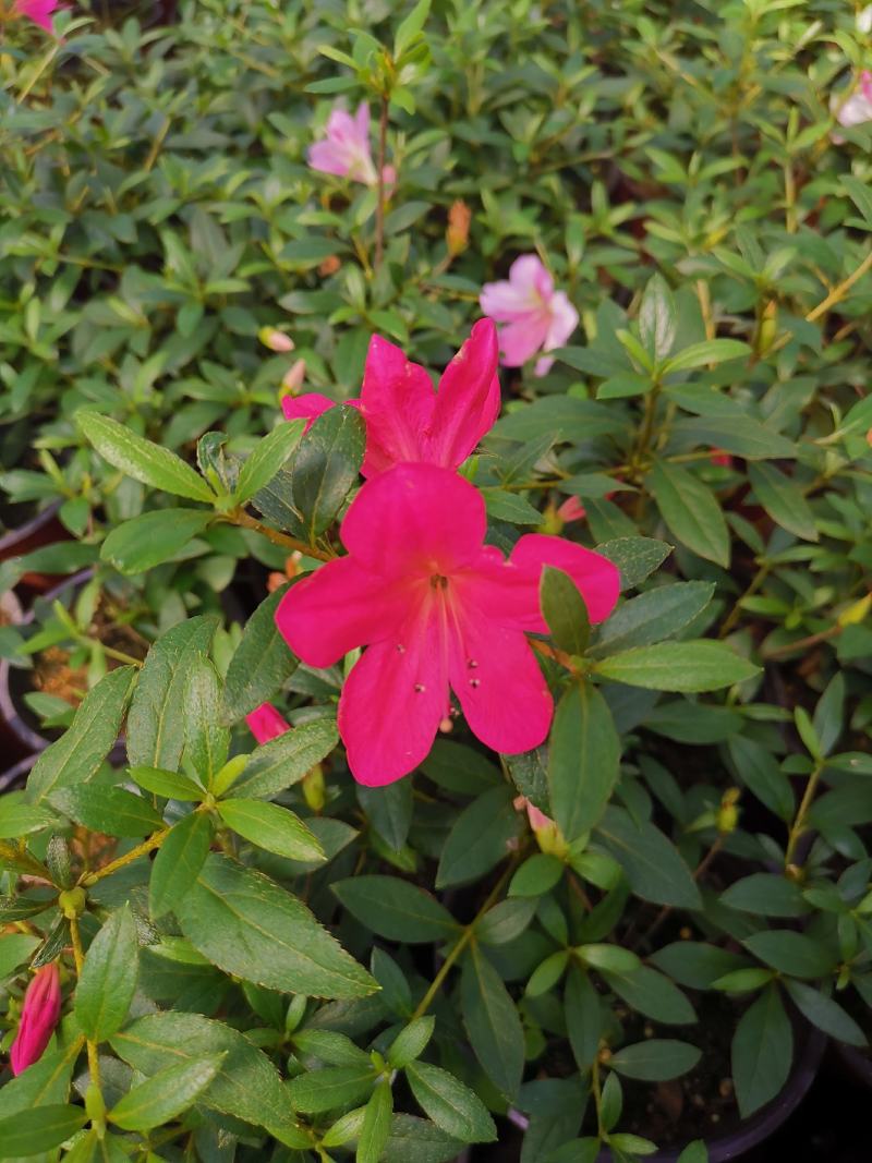 品种杜鹃花：桃香