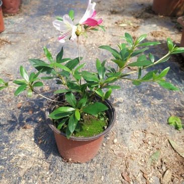 品种杜鹃花：桃香