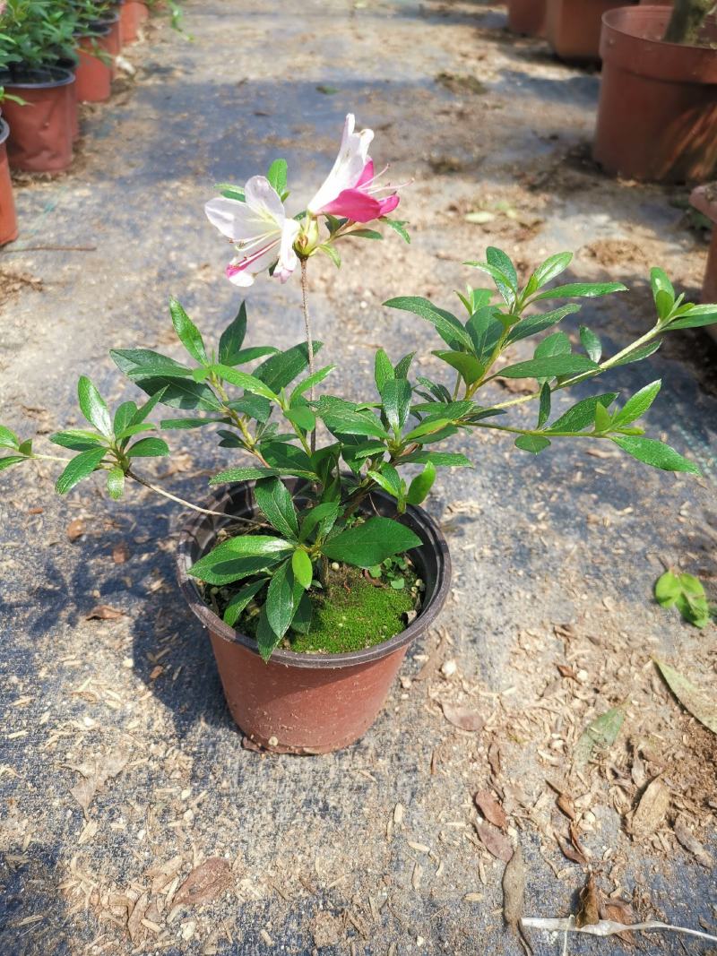 品种杜鹃花：桃香