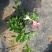 品种杜鹃花：桃香