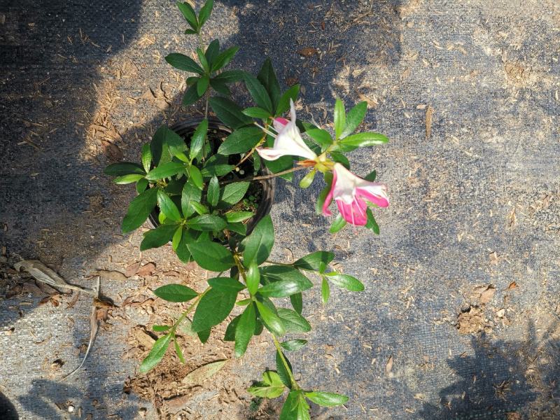品种杜鹃花：桃香